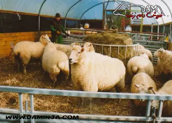 ویژگی های فضای نگهداری و پرورش گوسفندان چیست